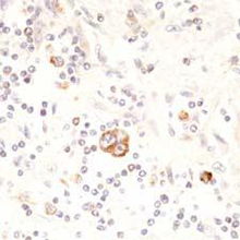 北京康為世紀(jì)生物科技 引領(lǐng)前沿生物科技，賦能健康未來
